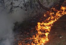 توقيف أفراد شبكة إجرامية اتّهموا بإضرام النار عمدا في غابة الأرهاط توقيف أفراد شبكة إجرامية اتّهموا بإضرام النار عمدا في غابة الأرهاط