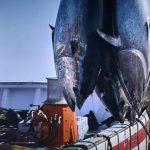 الجزائر تسترجع حصّتها التاريخية من صيد التونة الحمراء الجزائر تسترجع حصّتها التاريخية من صيد التونة الحمراء