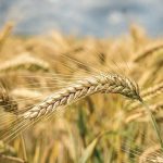 بهذا السعر.. الجزائر تشتري قمحًا صلداً في مناقصة دولية بهذا السعر.. الجزائر تشتري قمحًا صلداً في مناقصة دولية