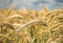 بهذا السعر.. الجزائر تشتري قمحًا صلداً في مناقصة دولية بهذا السعر.. الجزائر تشتري قمحًا صلداً في مناقصة دولية