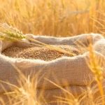 بنحو 315 دولارًا للطن.. الجزائر تشتري نحو 500 ألف طن من القمح الصلد بنحو 315 دولارًا للطن.. الجزائر تشتري نحو 500 ألف طن من القمح الصلد