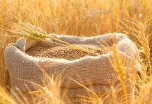 بنحو 315 دولارًا للطن.. الجزائر تشتري نحو 500 ألف طن من القمح الصلد بنحو 315 دولارًا للطن.. الجزائر تشتري نحو 500 ألف طن من القمح الصلد