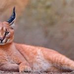 جزائريون يحتجزون ويتاجرون بالحيوانات البرية جزائريون يحتجزون ويتاجرون بالحيوانات البرية