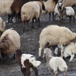 الجزائر تقرر استيراد مليون رأس من الأغنام تحسبا لعيد الأضحى الجزائر تقرر استيراد مليون رأس من الأغنام تحسبا لعيد الأضحى