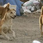 ولاية الجزائر تطلق برنامجًا إنسانيًا وعلميًا للتحكم في الكلاب الضالة ولاية الجزائر تطلق برنامجًا إنسانيًا وعلميًا للتحكم في الكلاب الضالة