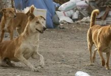 ولاية الجزائر تطلق برنامجًا إنسانيًا وعلميًا للتحكم في الكلاب الضالة ولاية الجزائر تطلق برنامجًا إنسانيًا وعلميًا للتحكم في الكلاب الضالة