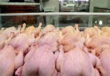 بـ330 دج للكيلوغرام.. أوناب تضخ 2000 طن من الدجاج لضبط الأسعار بـ330 دج للكيلوغرام.. أوناب تضخ 2000 طن من الدجاج لضبط الأسعار