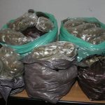 حجز أكثر من 20 قنطار من مادة الشمّة المغشوشة حجز أكثر من 20 قنطار من مادة الشمّة المغشوشة