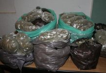 حجز أكثر من 20 قنطار من مادة الشمّة المغشوشة حجز أكثر من 20 قنطار من مادة الشمّة المغشوشة