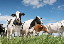 الجزائر على أعتاب السيادة الإنتاجية في قطاع الألبان الجزائر على أعتاب السيادة الإنتاجية في قطاع الألبان