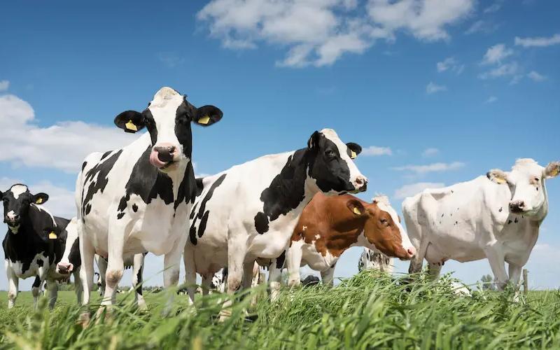 الجزائر على أعتاب السيادة الإنتاجية في قطاع الألبان الجزائر على أعتاب السيادة الإنتاجية في قطاع الألبان