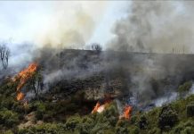 الجزائر تحشد إمكاناتها لإخماد 9 حرائق غابات في 7 ولايات الجزائر تحشد إمكاناتها لإخماد 9 حرائق غابات في 7 ولايات