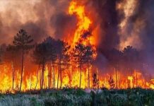 ارتفاع حصيلة ضحايا حرائق الجزائر إلى 73 قتيلاً ارتفاع حصيلة ضحايا حرائق الجزائر إلى 73 قتيلاً