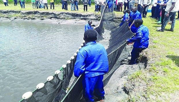 Feed shortages affect the supply of fish to markets