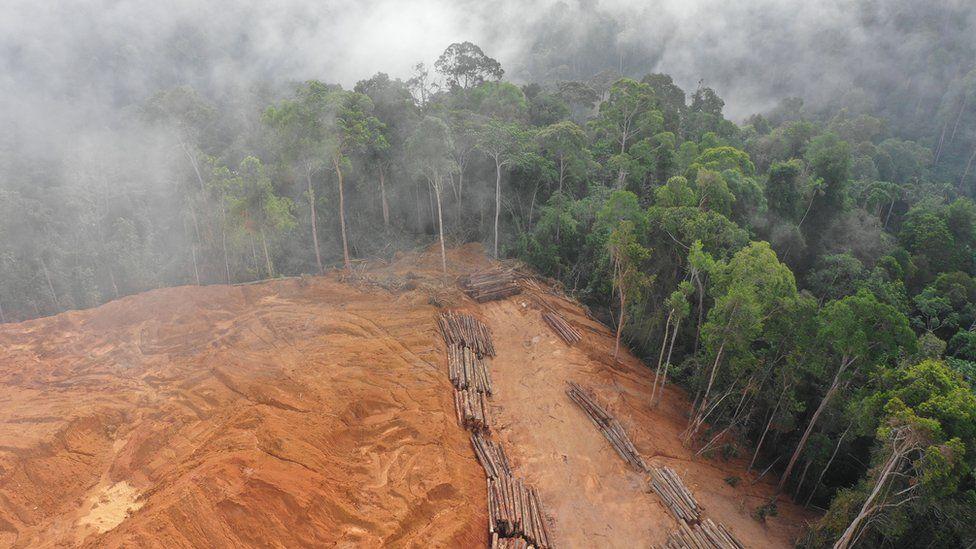 Unsustainable logging, fishing and hunting 'driving extinction' Unsustainable logging, fishing and hunting 'driving extinction'