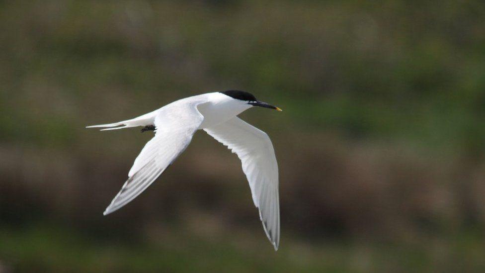 Several hundred birds found dead at Norfolk nature reserve Several hundred birds found dead at Norfolk nature reserve