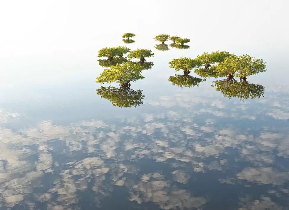 Mangrove Forests Crocodile Close Up In Cuba Wins Photo Awards Angola