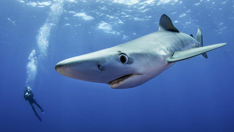 Sharks and songbirds get new trade protections Sharks and songbirds get new trade protections