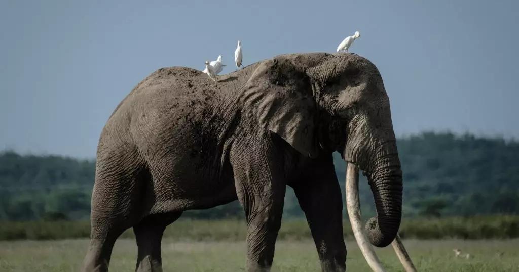 Kenya's largest tusked elephant is dead