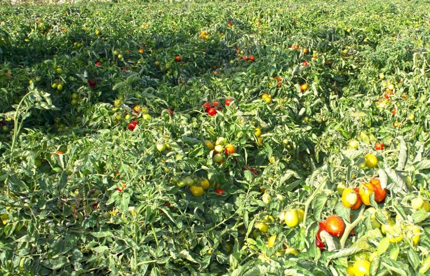 Increased agricultural production depends on increased financing – specialists Increased agricultural production depends on increased financing – specialists