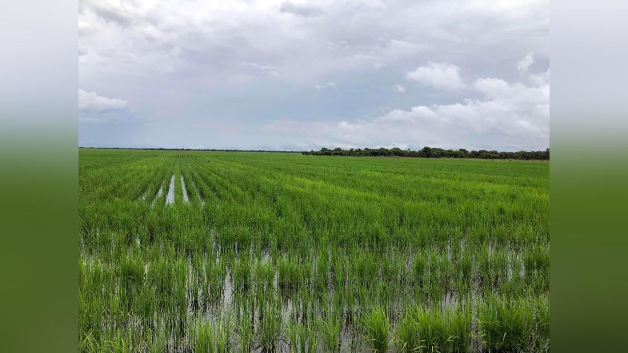 Angolan company expects to harvest five thousand tons of rice Angolan company expects to harvest five thousand tons of rice