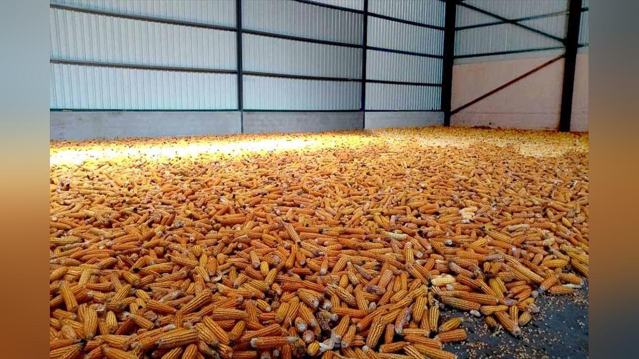 Corn shortage causes price inflation in Luena Angola