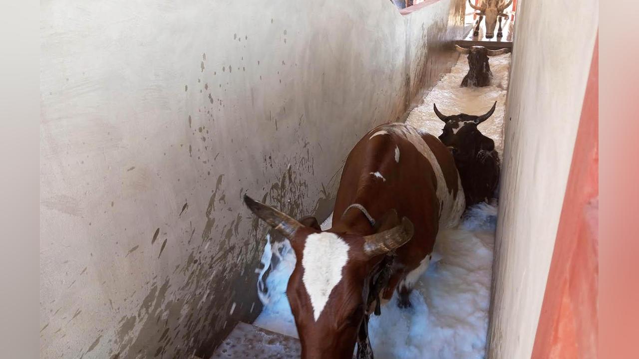 Bath against ticks plans to reach more than 300,000 cattle Bath against ticks plans to reach more than 300,000 cattle