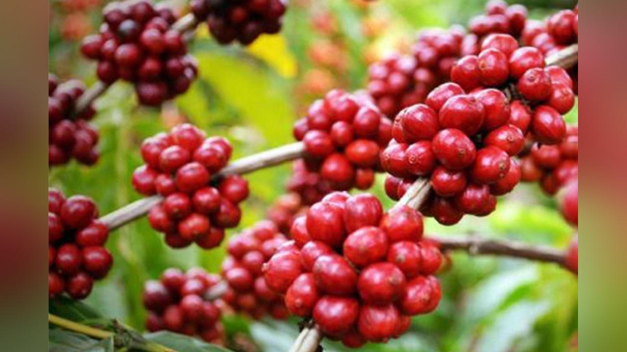 Expert points out ways to relaunch coffee in Angola Expert points out ways to relaunch coffee in Angola