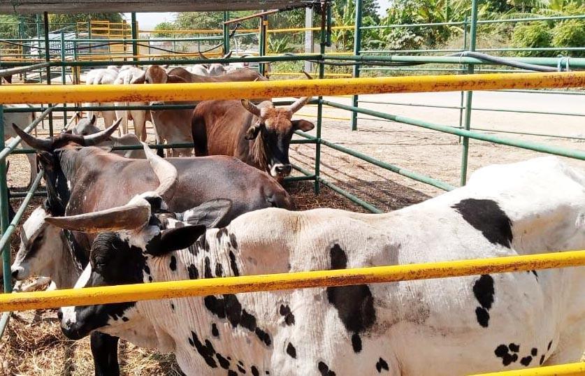 More than 150 young people found jobs at the Benguela Agricultural Fair More than 150 young people found jobs at the Benguela Agricultural Fair