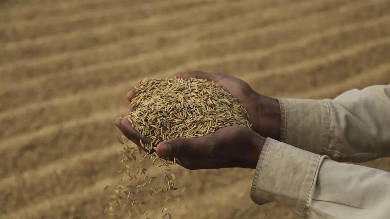 Global Rice Prices Boiling Over: African and Asian Nations May Face Shortages, Expert Says Global Rice Prices Boiling Over: African and Asian Nations May Face Shortages, Expert Says
