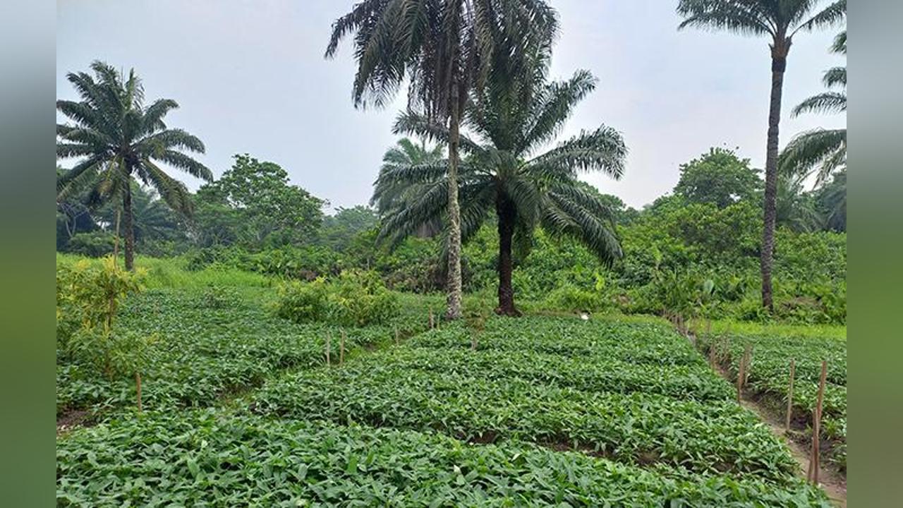Angola and Zambia share experiences in the agricultural field Angola and Zambia share experiences in the agricultural field