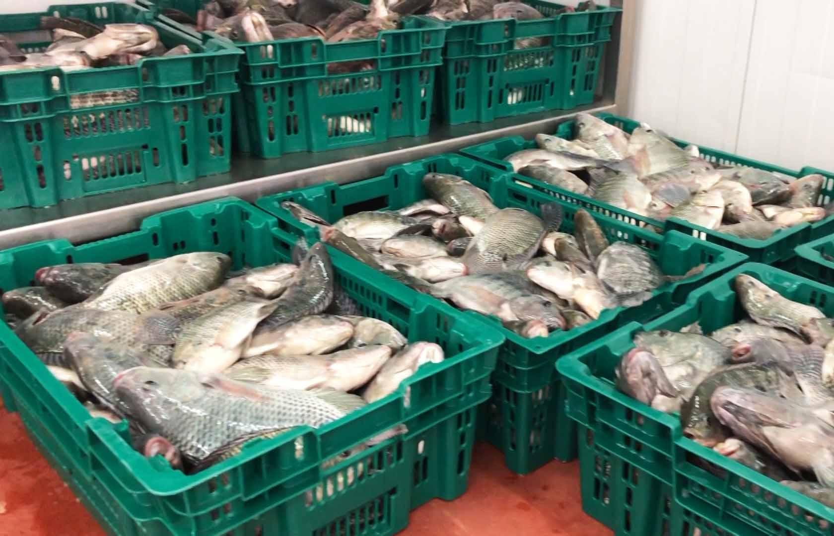 Hady Wabo raises levels of fish catch Hady Wabo raises levels of fish catch