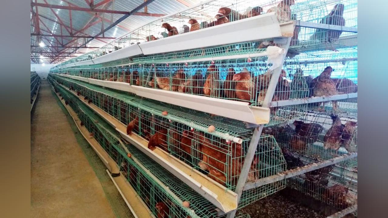 Huíla produces more than 28 million eggs Huíla produces more than 28 million eggs