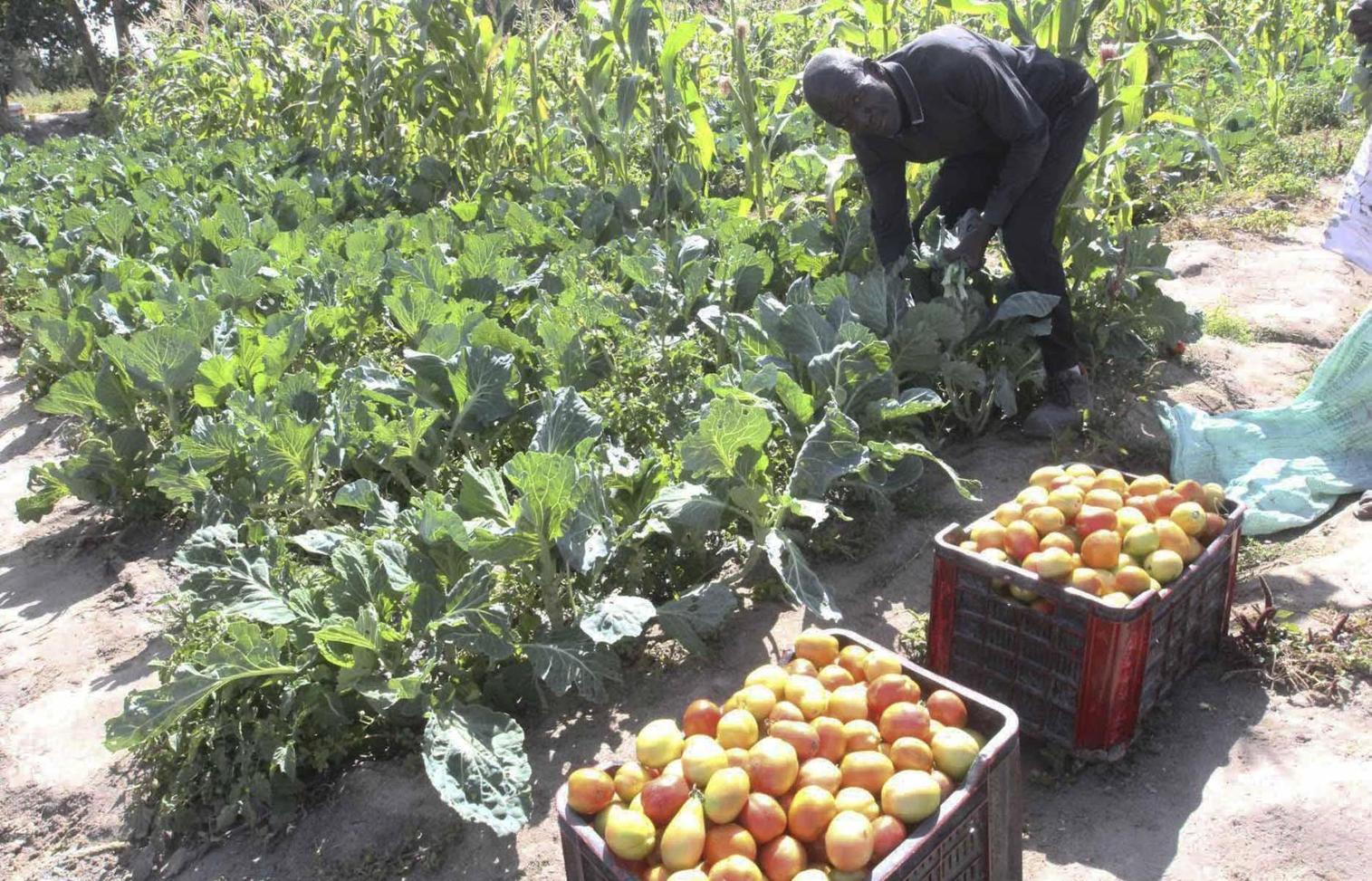 Family farming leads production in the country Family farming leads production in the country