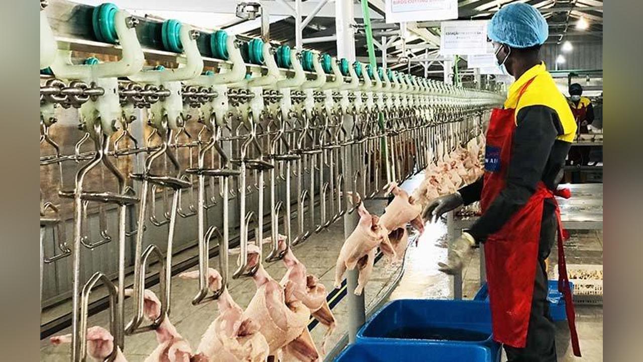 Ministry of Defense poultry project plans to produce seven million chickens/year Ministry of Defense poultry project plans to produce seven million chickens/year