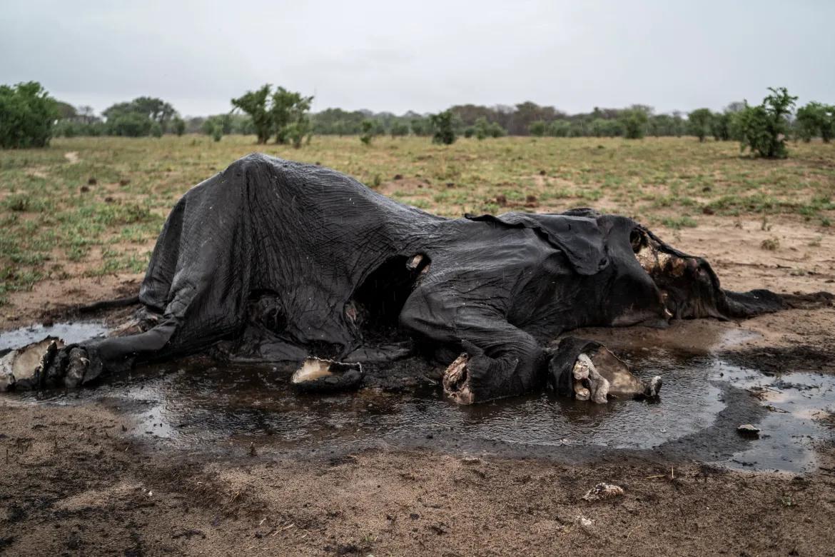 Elephants Desperate Hunt For Water Angola   Sm 1703785104.001569 