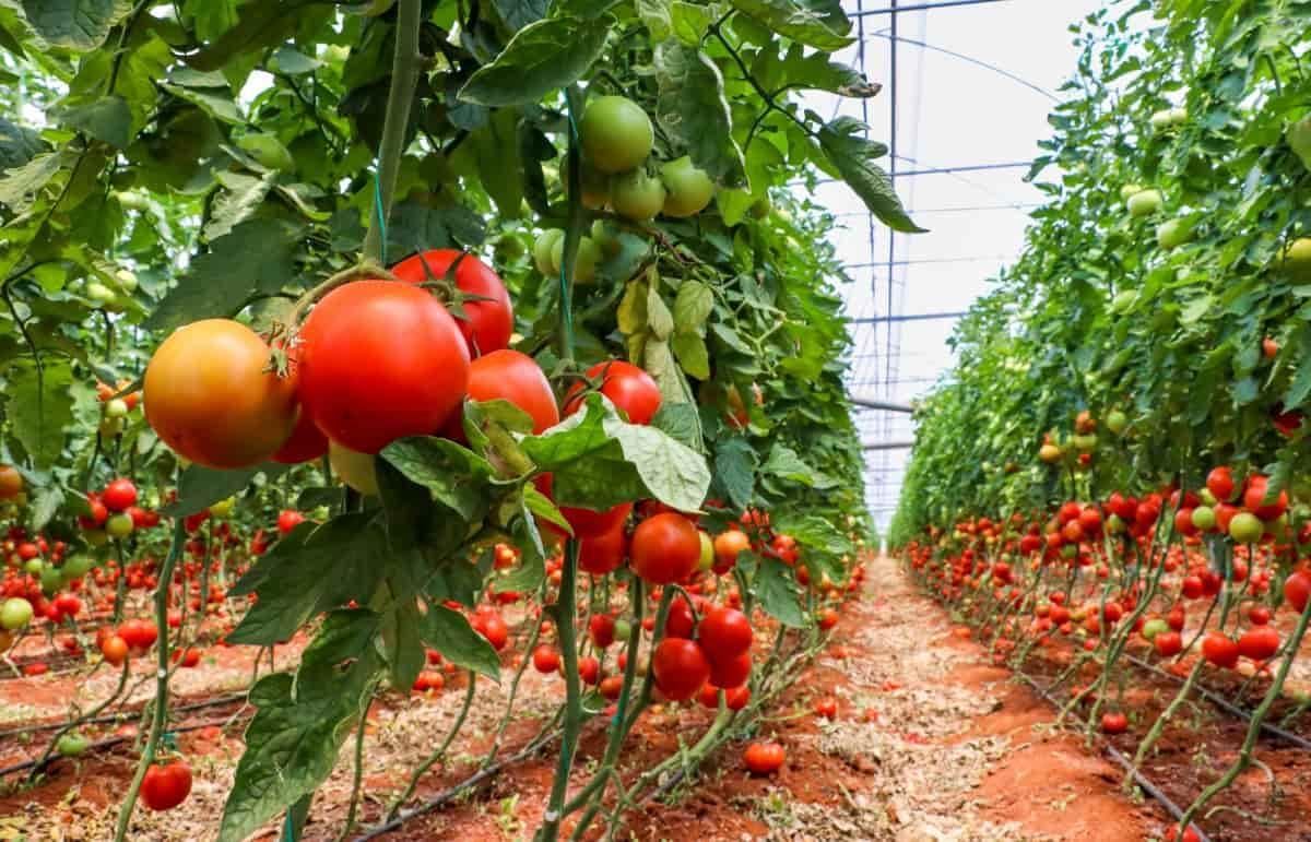 Tomato cultivation gains greater predominance in agricultural production in the municipality of Andulo Tomato cultivation gains greater predominance in agricultural production in the municipality of Andulo