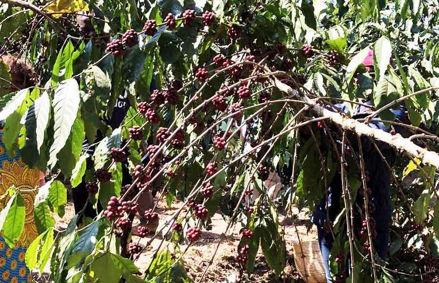 Angola Harvests over 6,000 Tons of Coffee a Year Angola Harvests over 6,000 Tons of Coffee a Year