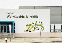 Government Calls for Speed in Rehabilitation of Welwitschia Mirabilis Government Calls for Speed in Rehabilitation of Welwitschia Mirabilis
