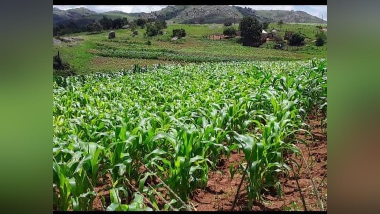 Angola‘S Agricultural Production up by 19% Angola‘S Agricultural Production up by 19%