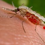 Targeting Malaria’S Secret Defense System Targeting Malaria'S Secret Defense System
