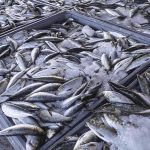 Angola Maintains Strategy for Preservation of Marine Ecosystem Angola Maintains Strategy for Preservation of Marine Ecosystem