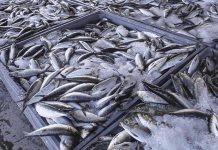 Angola Maintains Strategy for Preservation of Marine Ecosystem Angola Maintains Strategy for Preservation of Marine Ecosystem