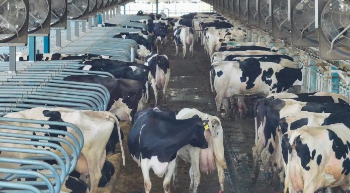 Factory Farming in Africa: Development Banks’ Misguided Support Factory Farming in Africa: Development Banks' Misguided Support