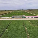 Brazil to Invest USD 120 Million in Angola Agriculture Brazil to Invest USD 120 Million in Angola Agriculture