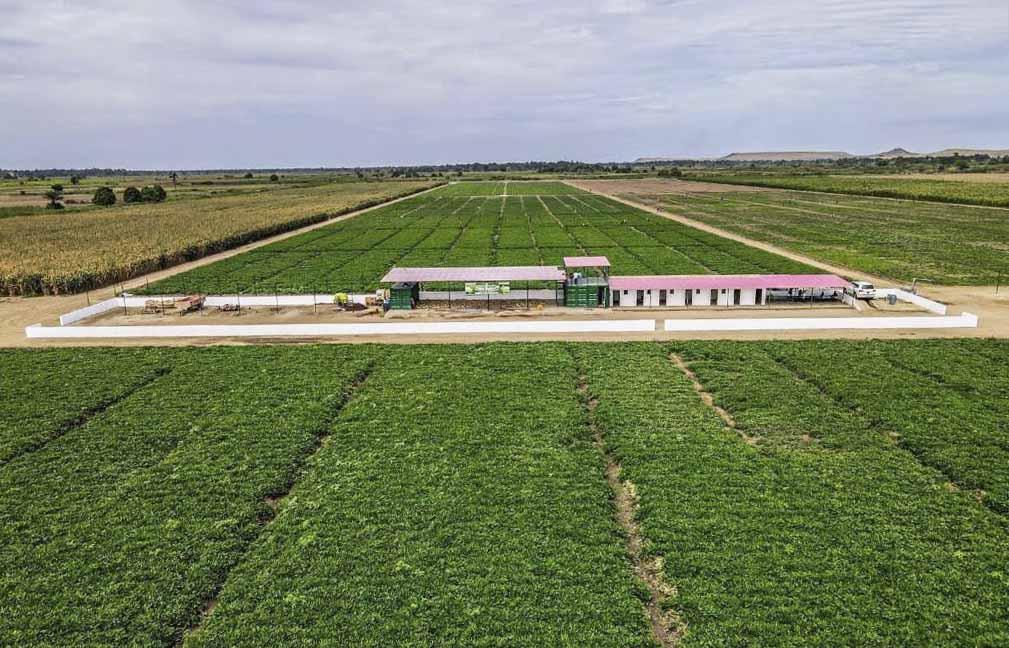 Brazil to Invest USD 120 Million in Angola Agriculture Brazil to Invest USD 120 Million in Angola Agriculture