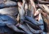 Angola Catches 277,000 Tons of Fish Angola Catches 277,000 Tons of Fish