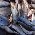 Angola Catches 277,000 Tons of Fish Angola Catches 277,000 Tons of Fish