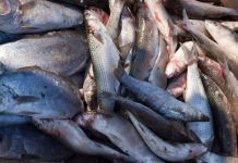 Angola Catches 277,000 Tons of Fish Angola Catches 277,000 Tons of Fish