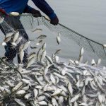 Artisanal Fishing Cooperatives Benefit from Equipment Artisanal Fishing Cooperatives Benefit from Equipment